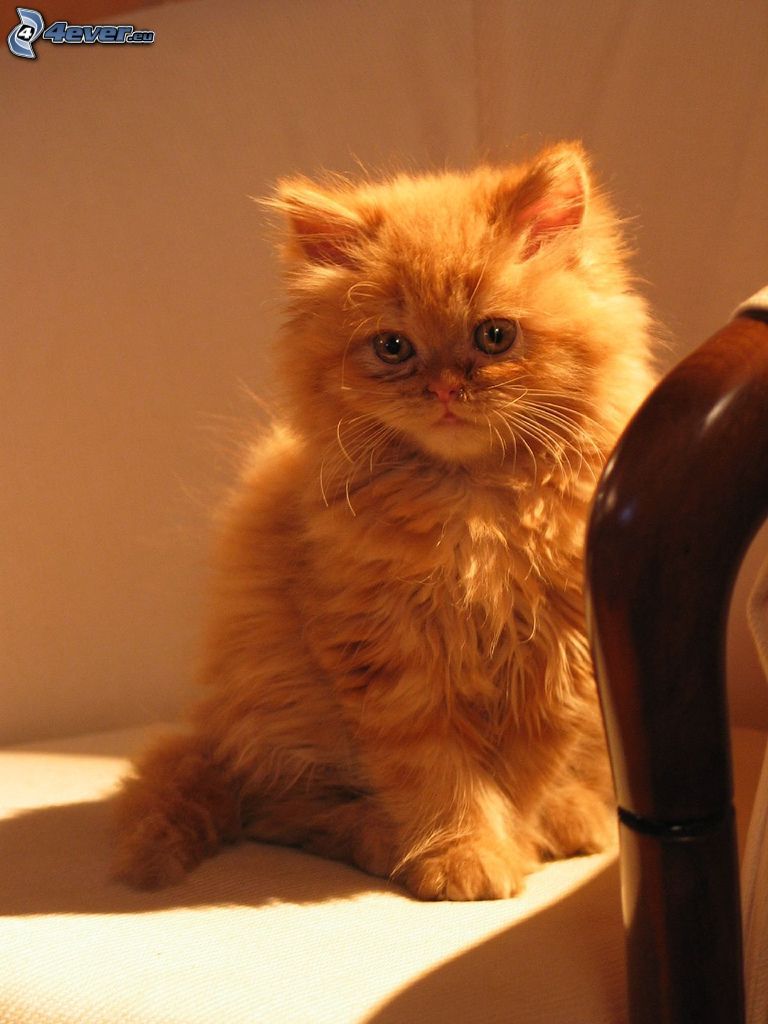 gatto persiano, gatto rosso