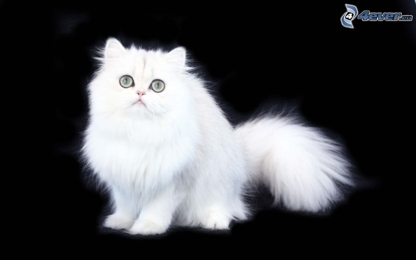 gatto persiano, piccolo gattino bianco