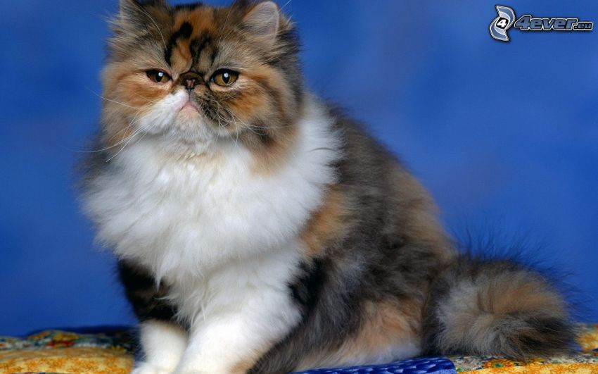 gatto persiano