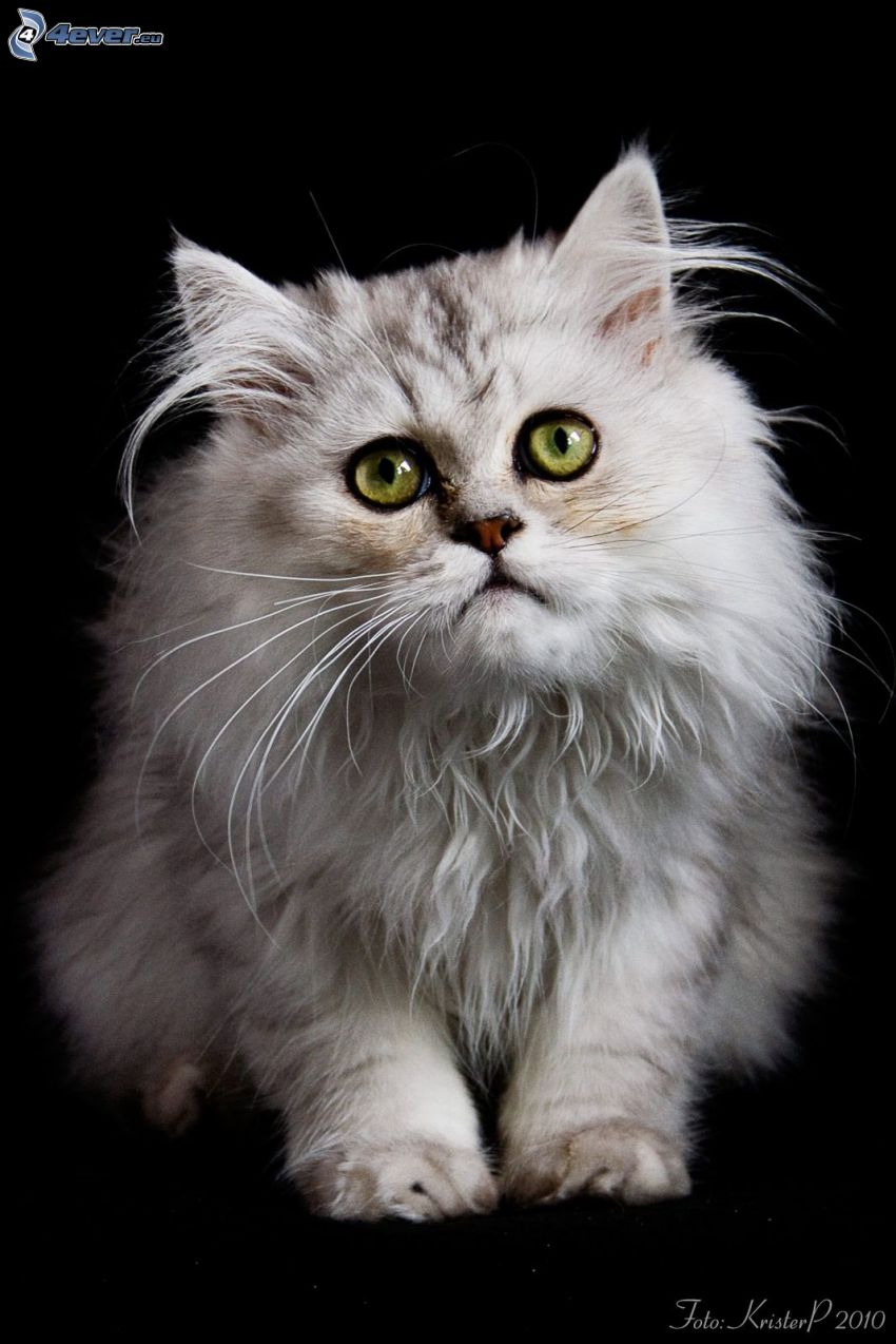 gatto persiano