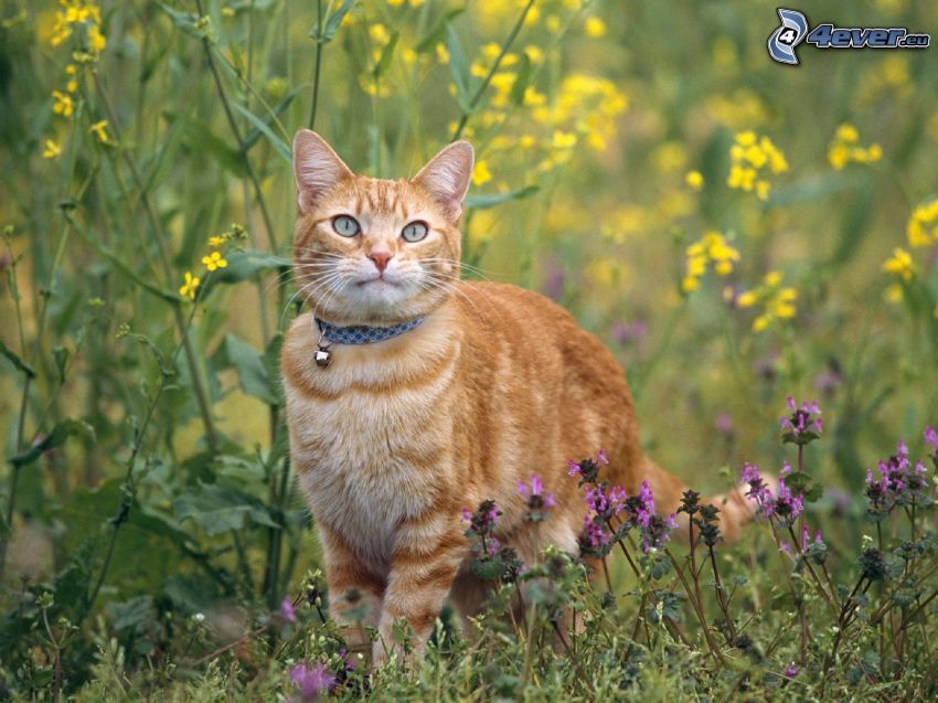 gatto rosso, fiori gialli, fiori viola