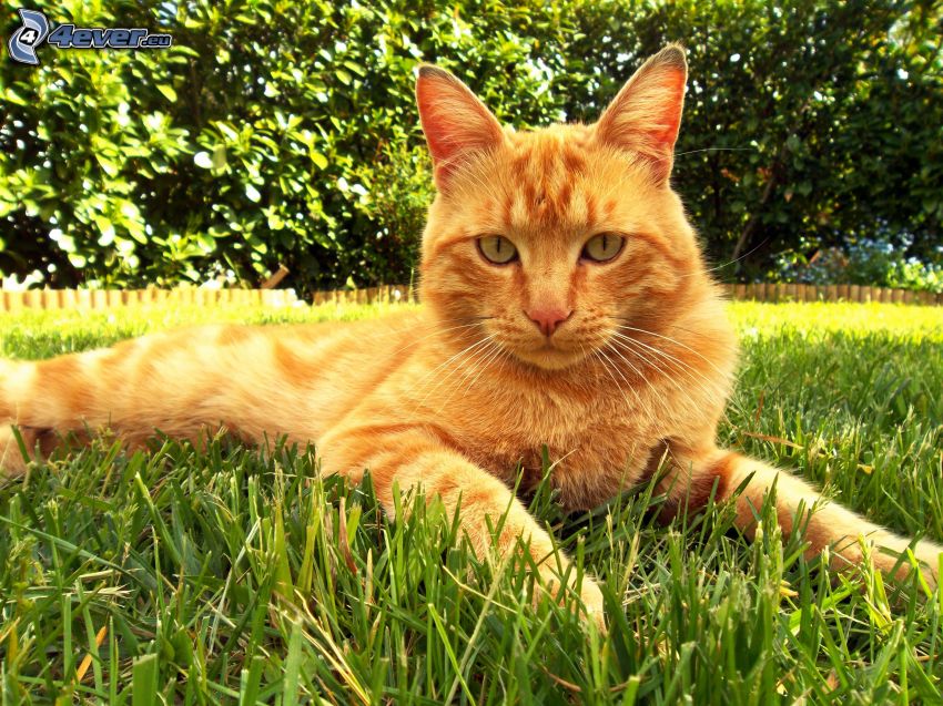 gatto rosso, l'erba