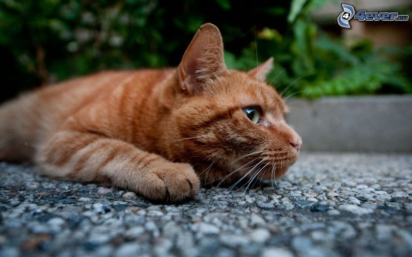 gatto rosso, marciapiede