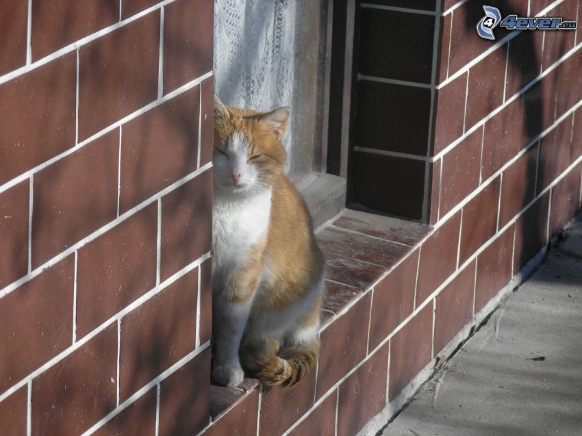 gatto rosso, muro, finestra