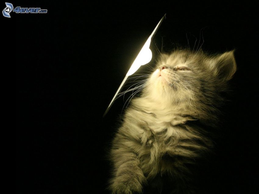 Gatto sotto la lampada