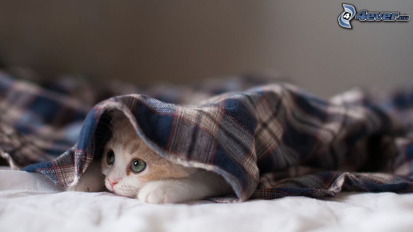 gatto sotto una coperta