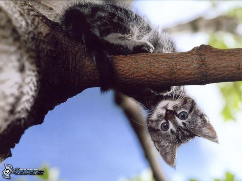 gatto su un albero