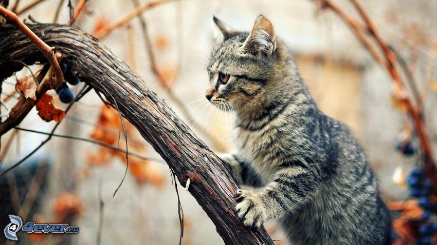 gatto su un ramo