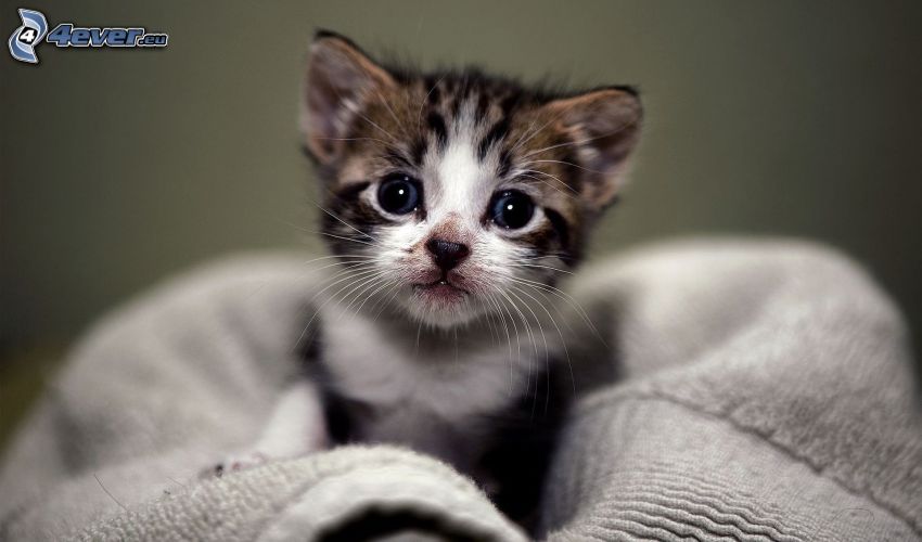 piccolo gattino, occhi azzurri