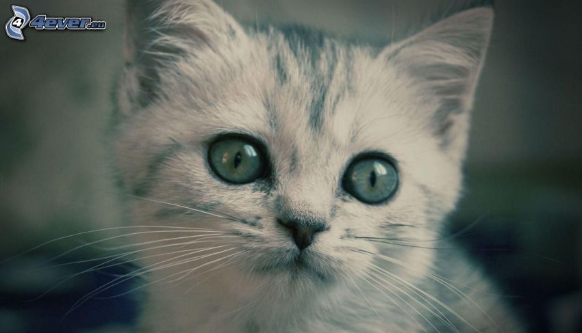 piccolo gattino, sguardo di gatta