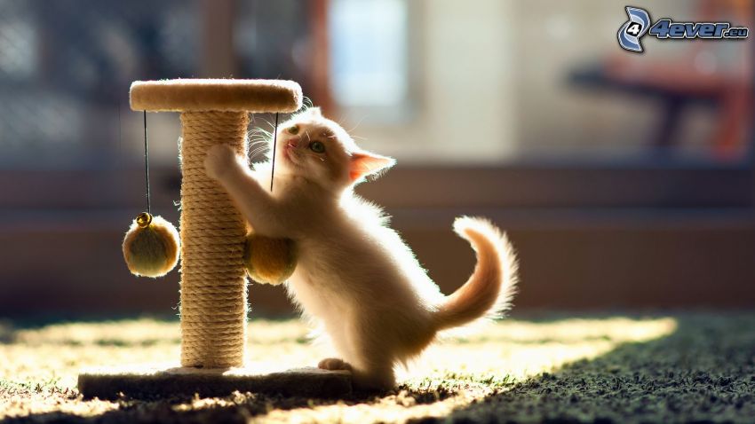 piccolo gattino bianco, giocattolo