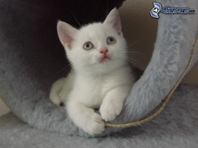 piccolo gattino bianco