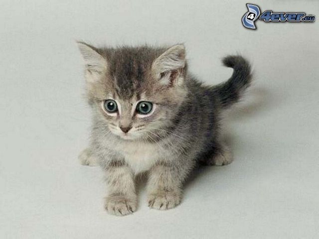 piccolo gattino grigio, paura
