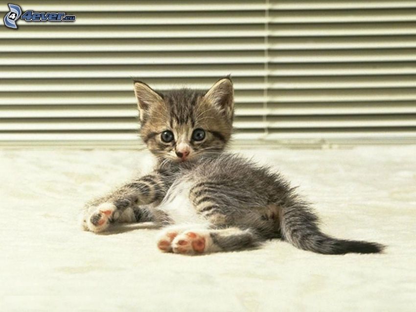 piccolo gattino grigio, riposo