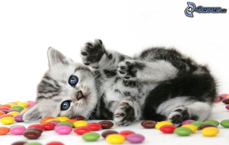 piccolo gattino grigio, Smarties