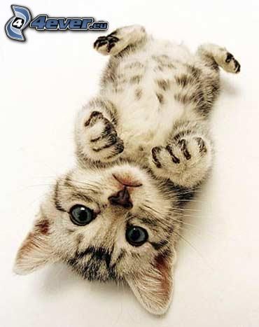 piccolo gattino grigio