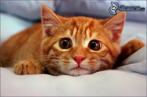 piccolo gattino rosso