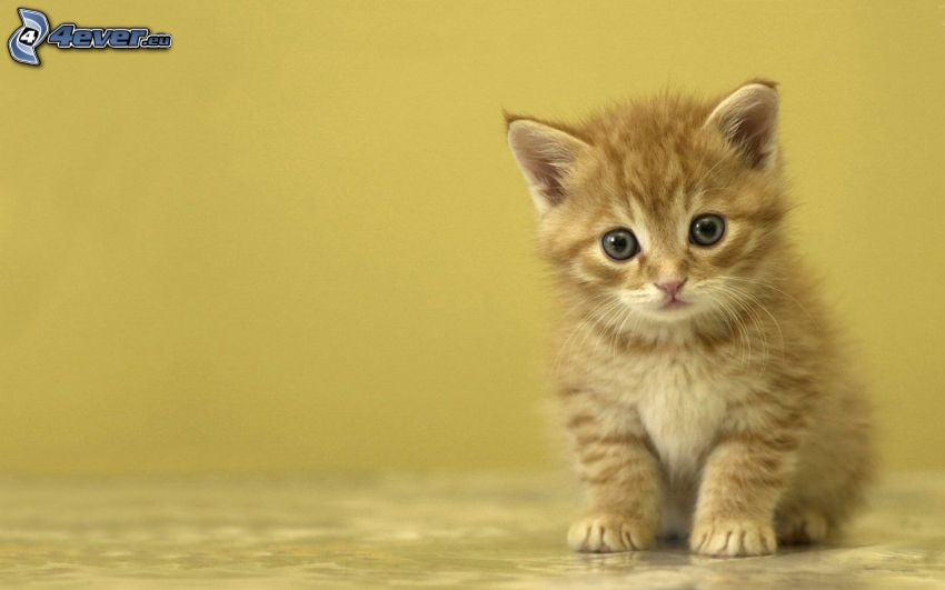 piccolo gattino rosso