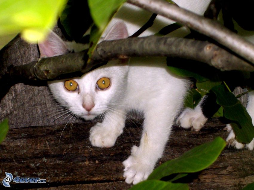 sguardo di gatta, gatto bianco, ramo