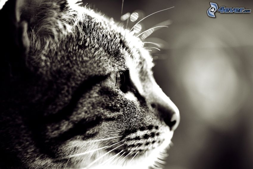 testa di gatto, foto in bianco e nero