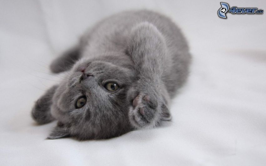 gattino sulla schiena, british shorthair