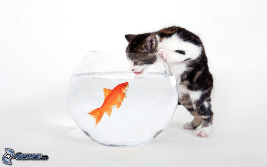 gatto, pesce, acquario
