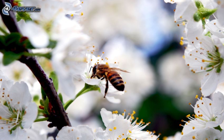 ape, albero fiorente, fiori bianchi