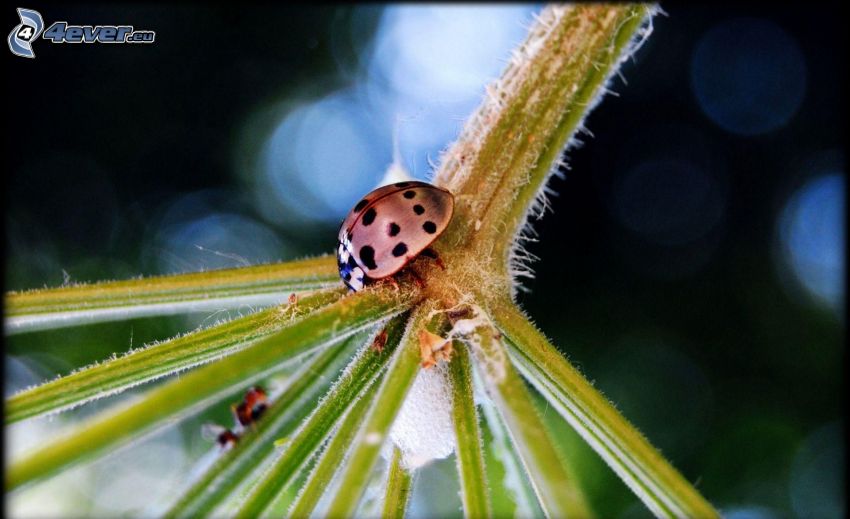 coccinella, pianta