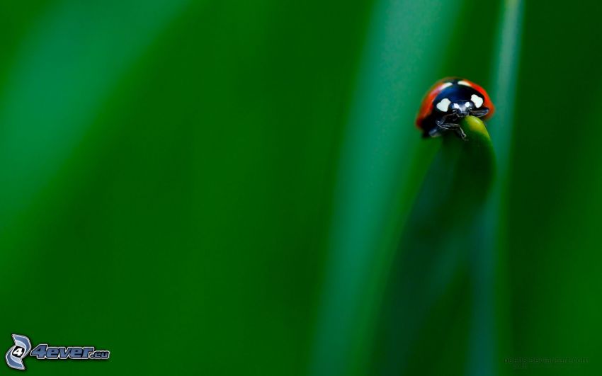 coccinella su una foglia