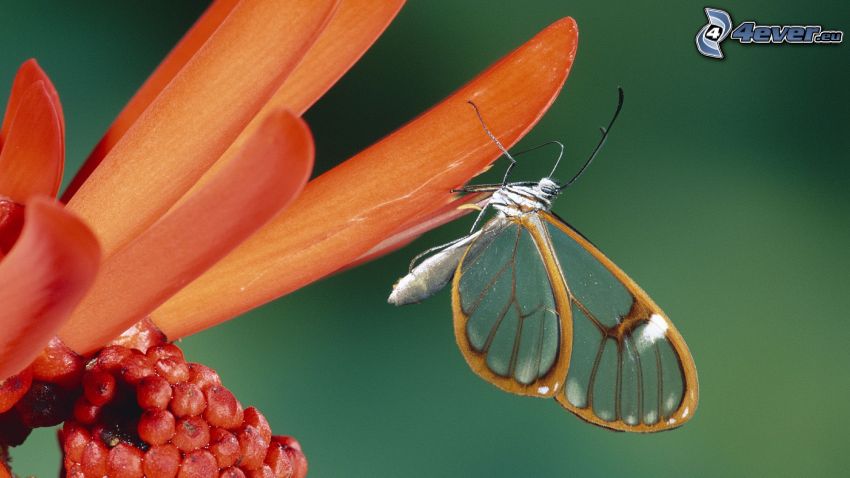 farfalla, Fiore arancio