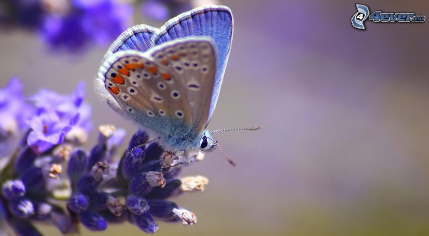 farfalla blu, fiore azzurro