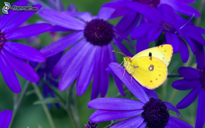 Farfalla gialla, farfalla sul fiore, fiori blu