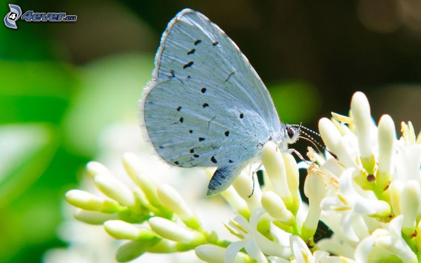 farfalla sul fiore, fiore bianco