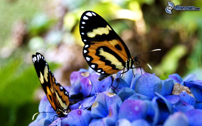 farfalle sui fiori, fiori viola