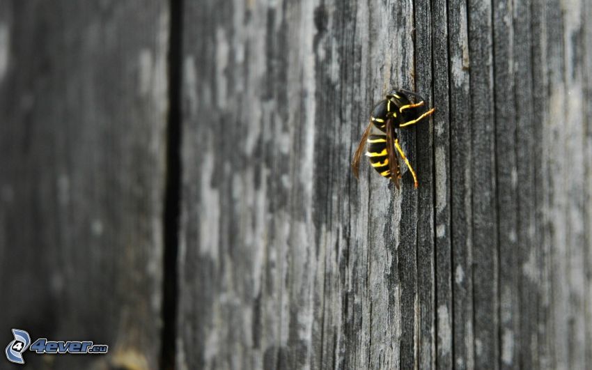 vespa, legno