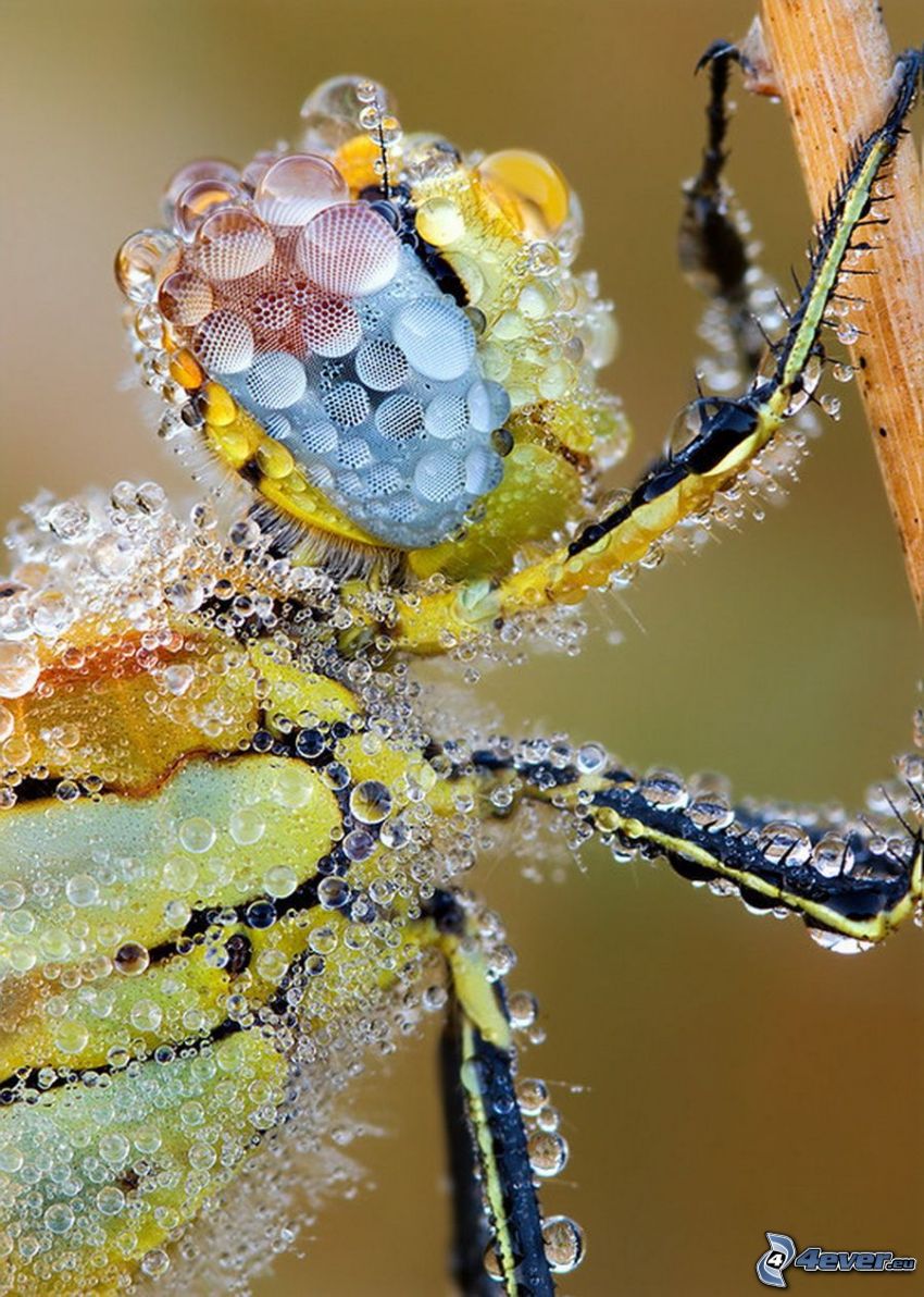vespa guazzosa, macro