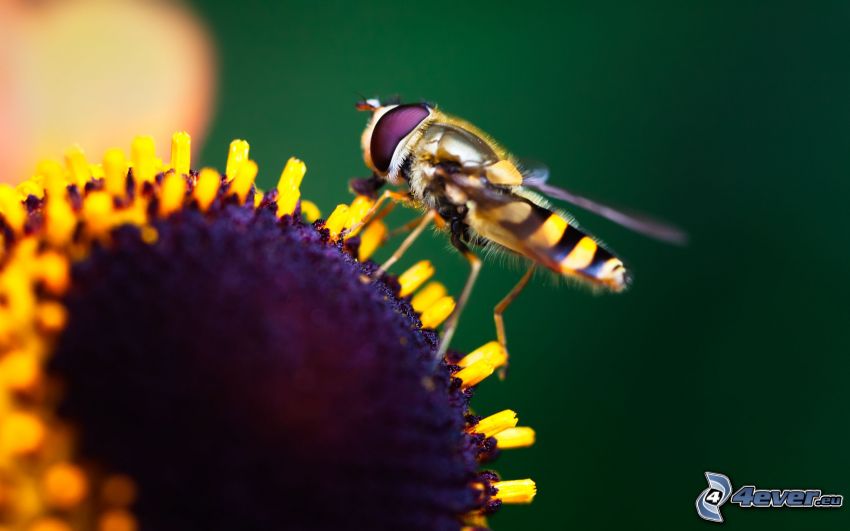 vespa sul fiore