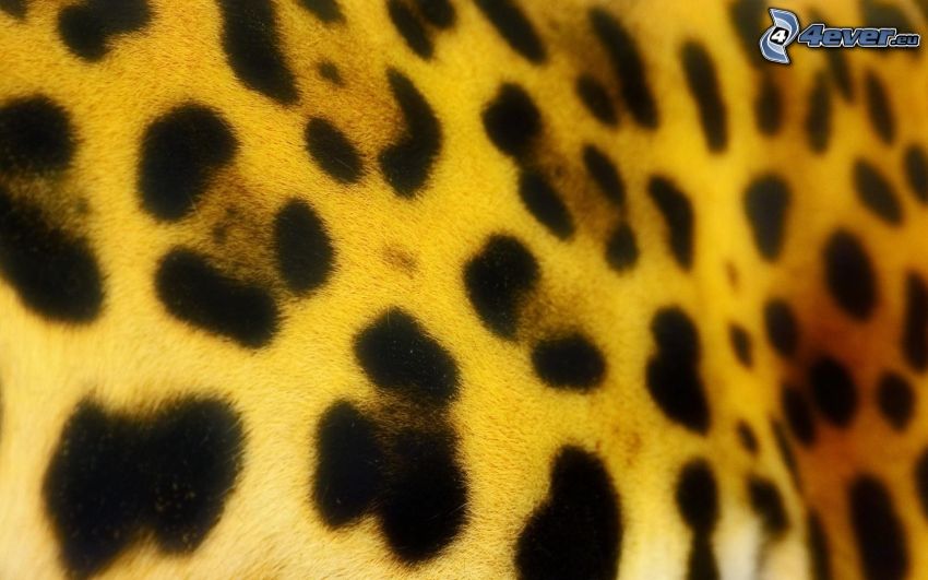 macchie di giaguaro