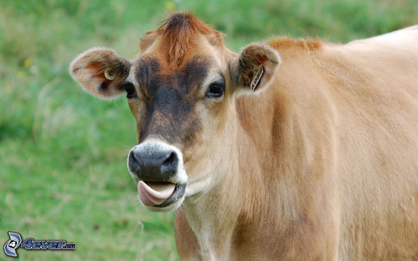 mucca, la lingua fuori