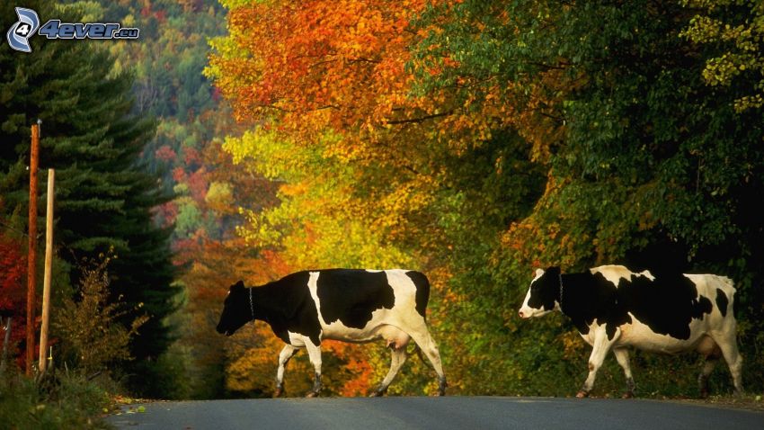 Mucche, strada, alberi autunnali