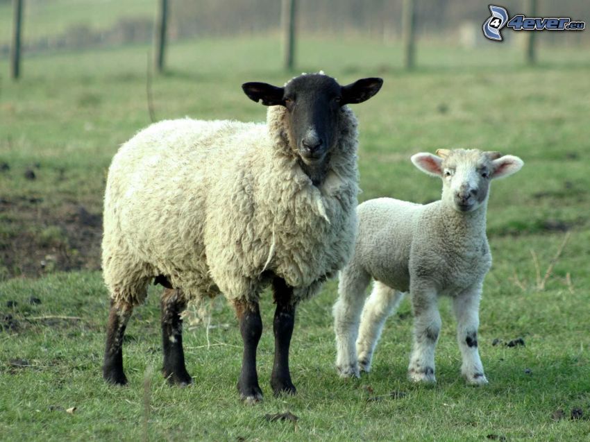 pecore, agnello