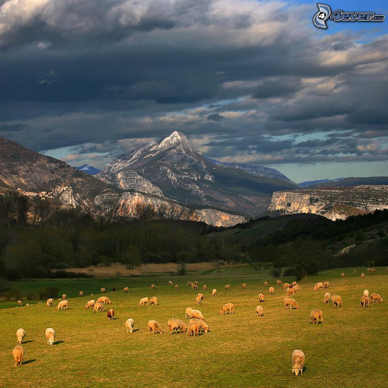 pecore, prato, colline rocciose, nuvole scure