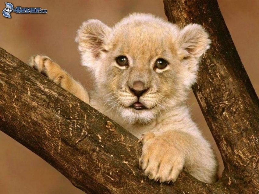 piccolo leone