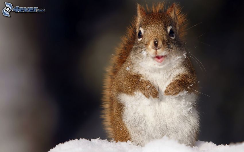 scoiattolo nella neve
