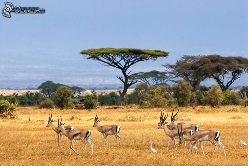 Antilope, Safari, alberi