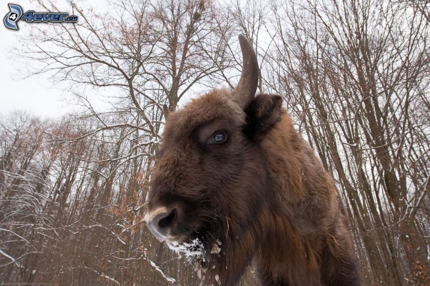 bisonte europeo, foresta