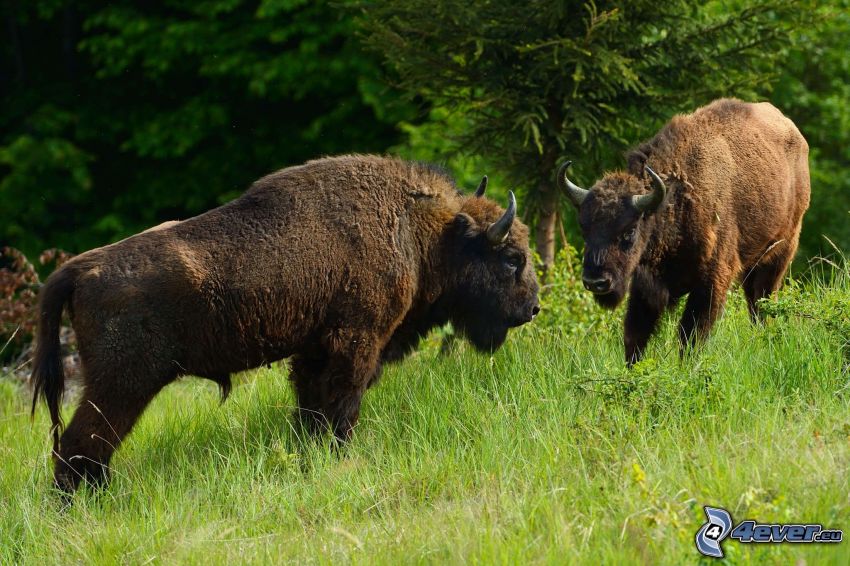 bisonte europeo