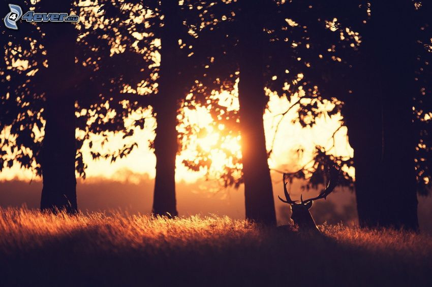 cervo, tramonto nella foresta, siluette
