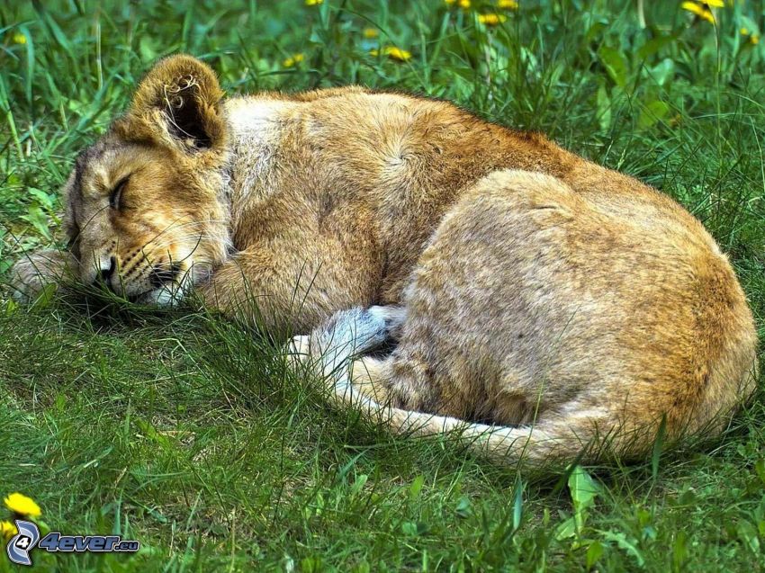 cucciolo addormentato di leone