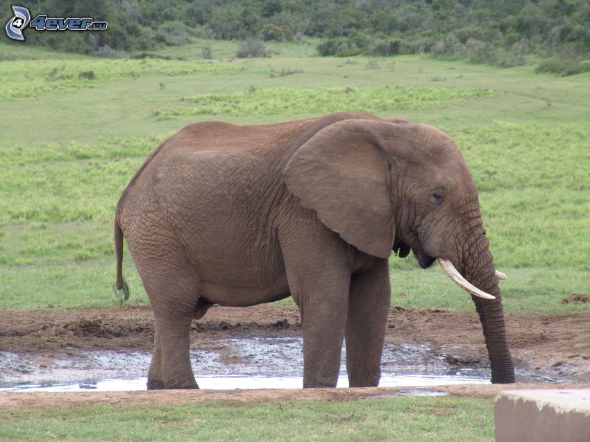 elefante, prato
